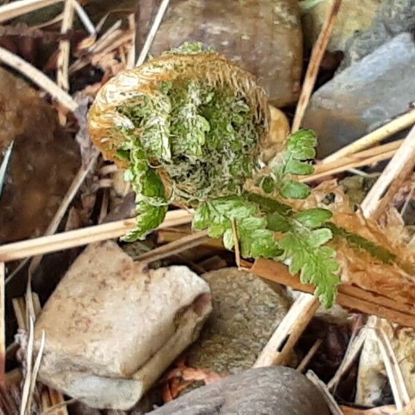 Dryopteris filix-mas Blatt