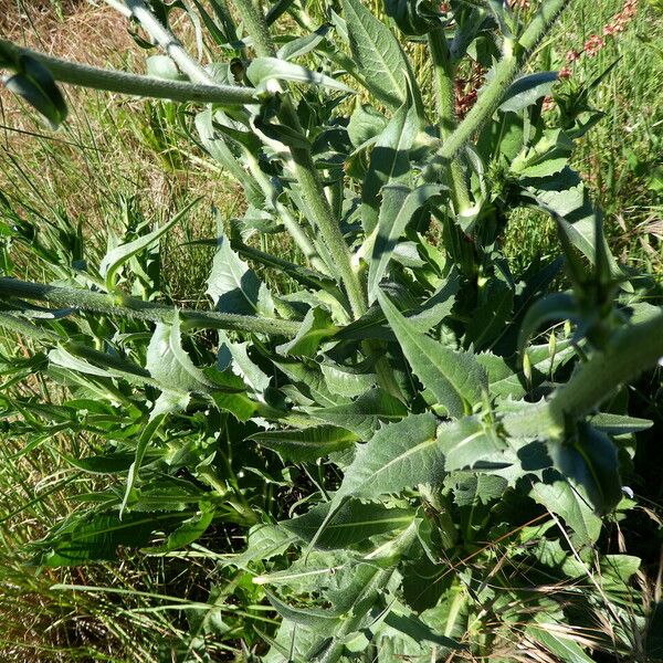 Cichorium intybus Лист