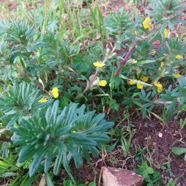 Ajuga chamaepitys Кветка