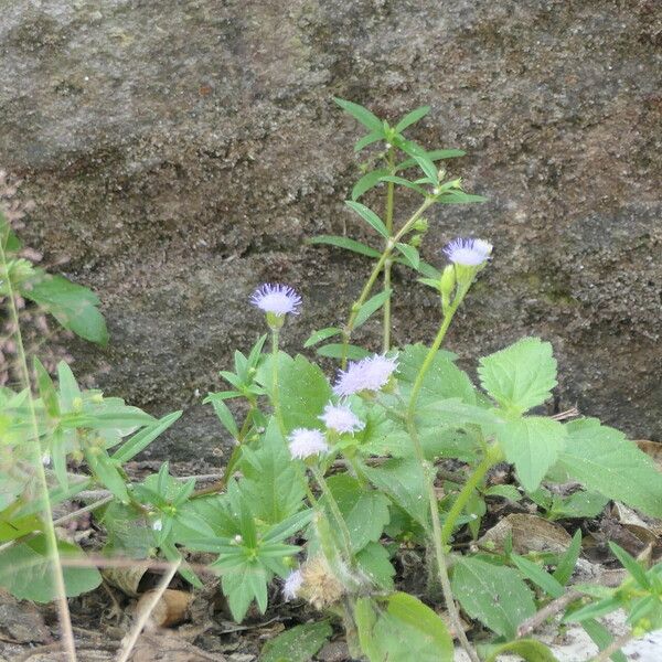 Ageratum conyzoides Õis