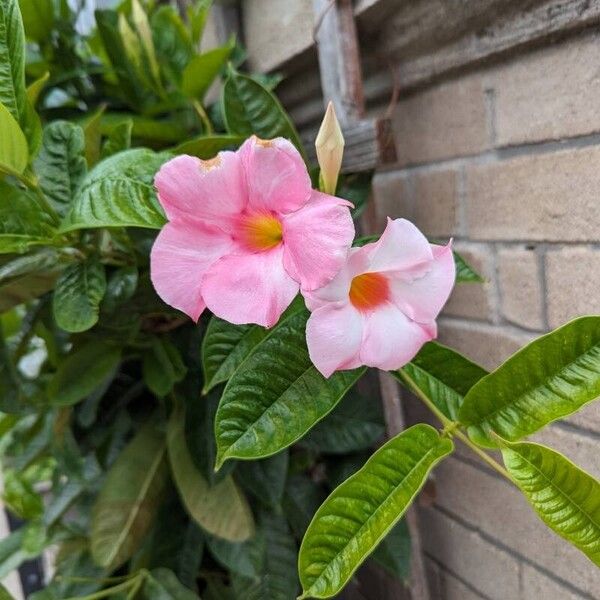 Mandevilla laxa Floro