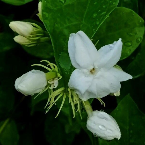 Jasminum sambac Цветок