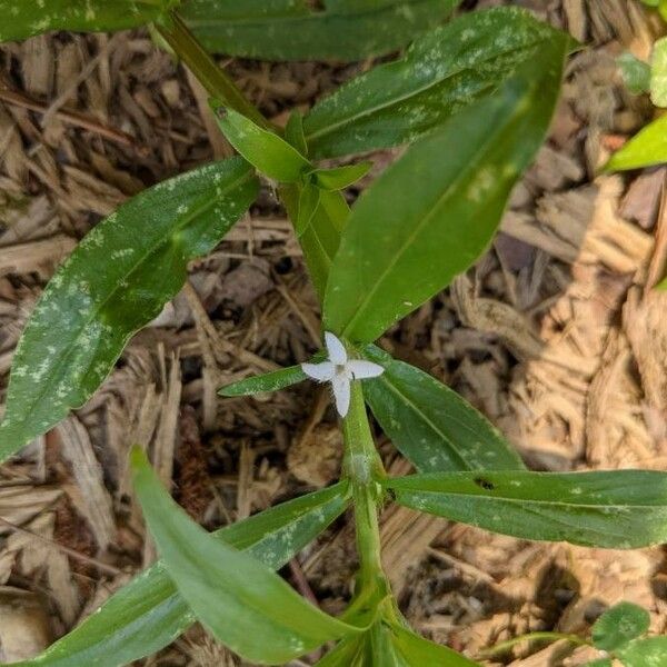 Diodia virginiana ফুল