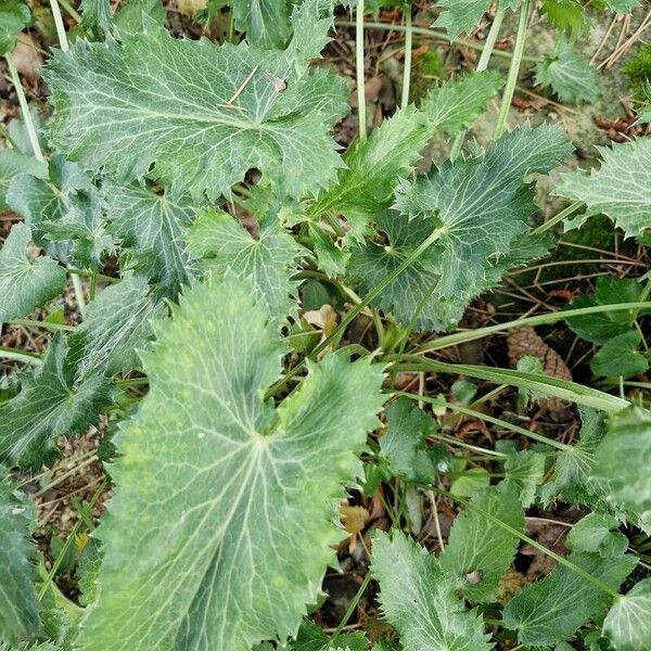 Eryngium giganteum Fuelha