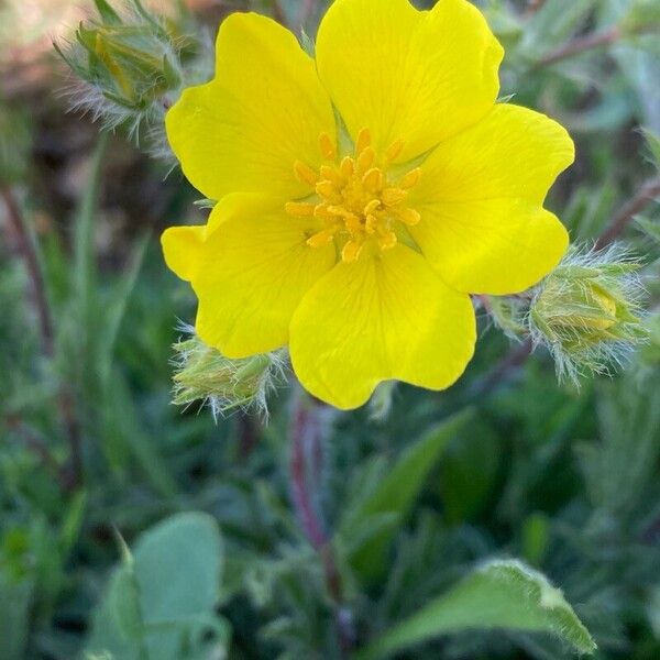 Potentilla hirta Kvet