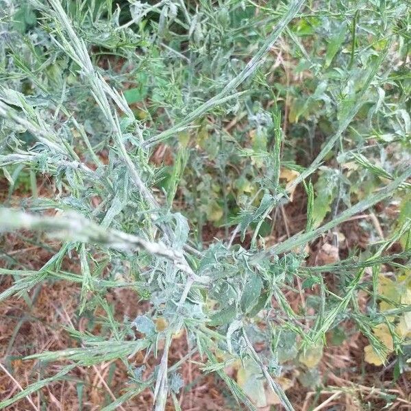 Centaurea stoebe موطن