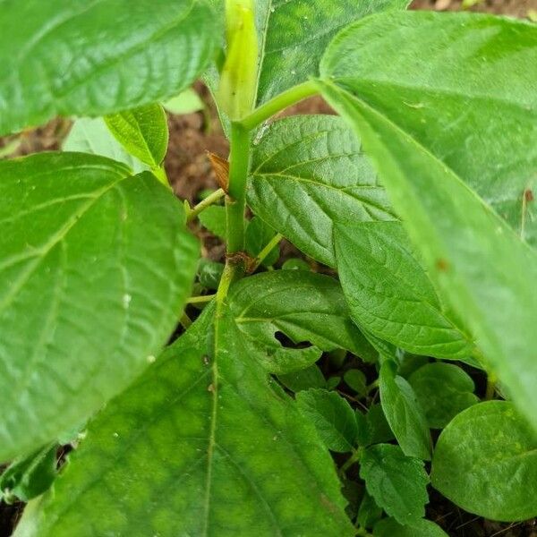 Corchorus olitorius Kôra