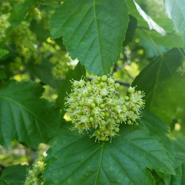 Acer tataricum 花