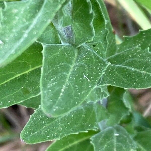 Lepidium campestre Leaf