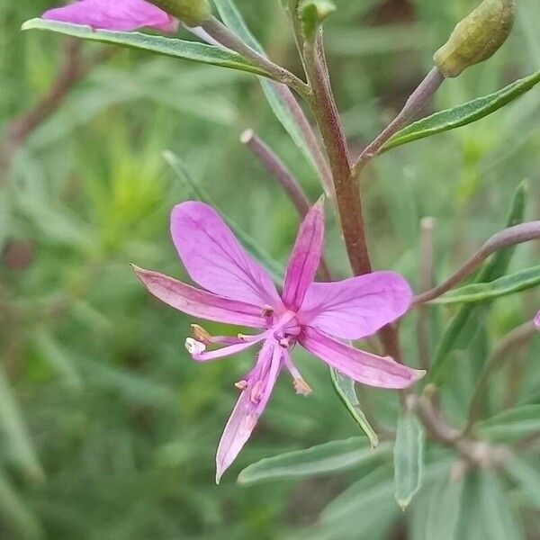 Epilobium dodonaei Цвят