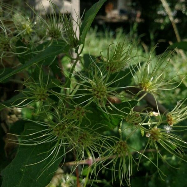 Clematis vitalba 花