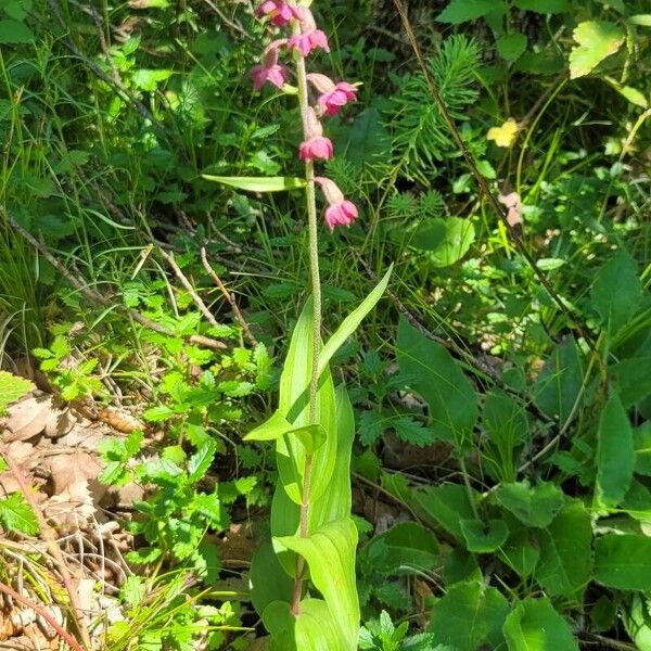 Epipactis atrorubens Flor