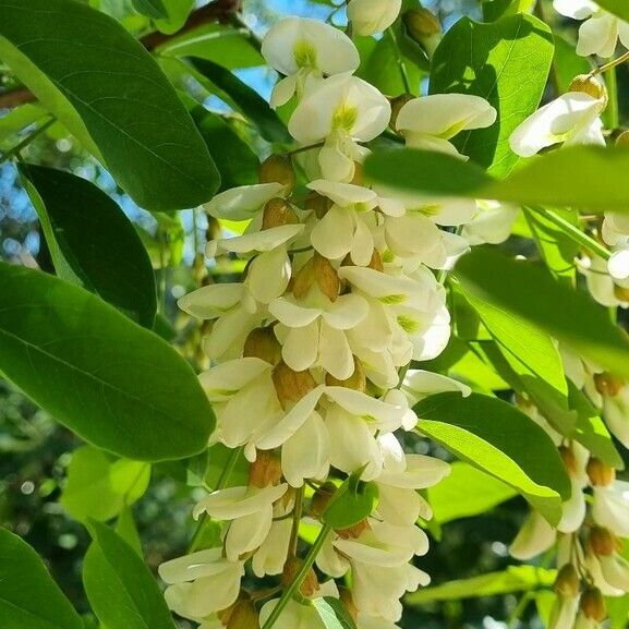 Robinia pseudoacacia Flor