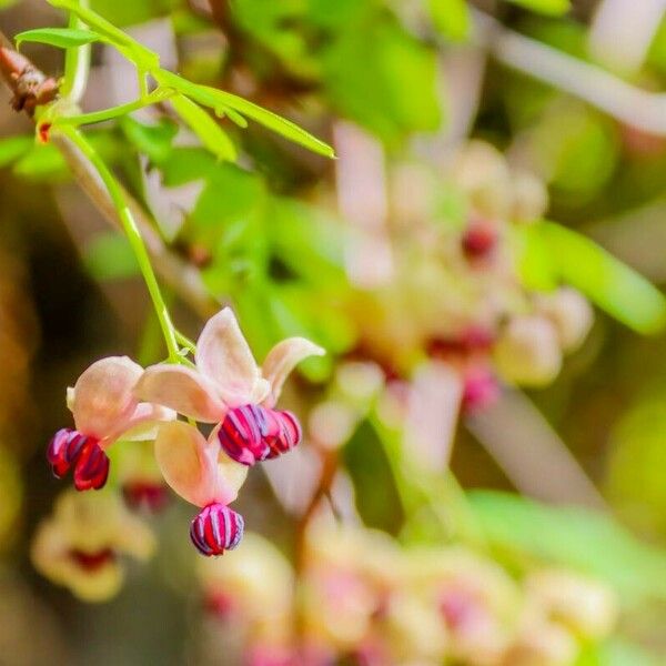 Akebia quinata Blomma