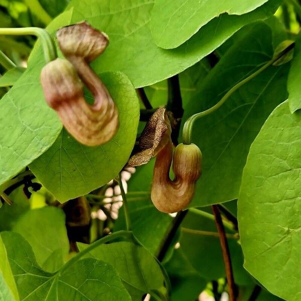 Aristolochia macrophylla 整株植物