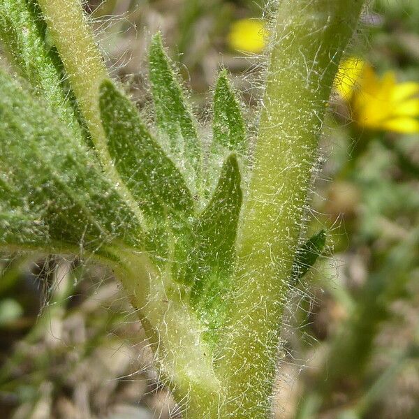 Potentilla recta Écorce