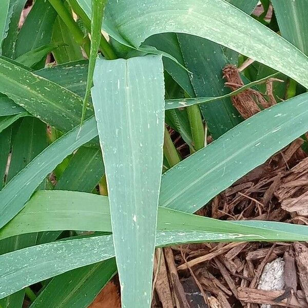 Setaria italica ഇല