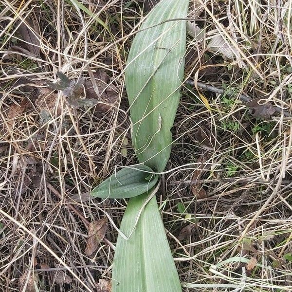 Himantoglossum calcaratum ഇല