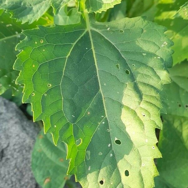 Verbesina encelioides Fuelha