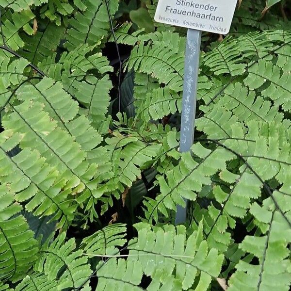 Adiantum polyphyllum Lapas