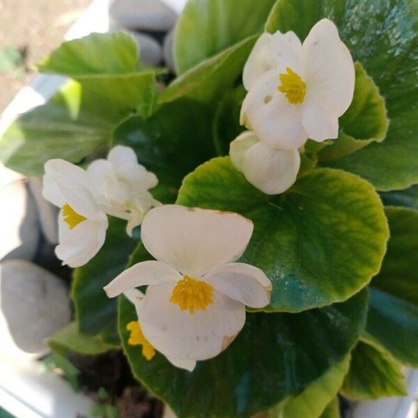 Begonia minor Blodyn