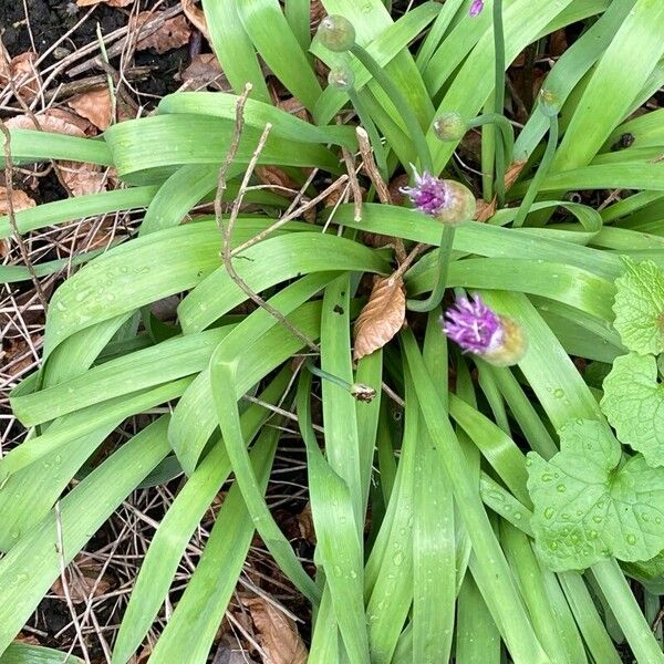 Allium nigrum Habit