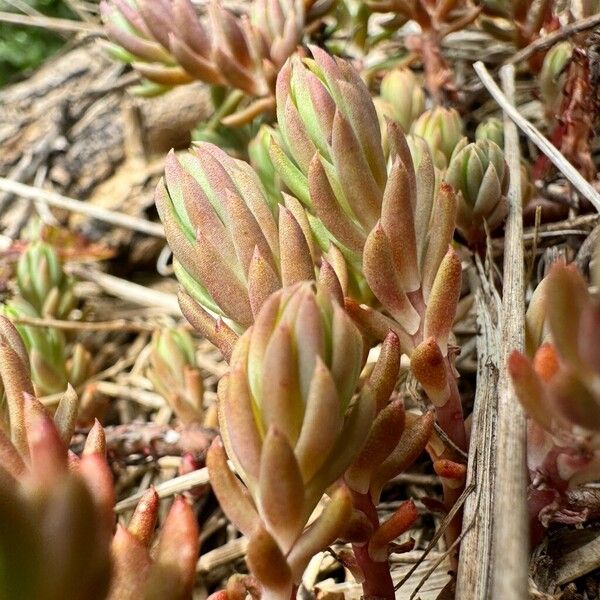 Sedum lanceolatum 花