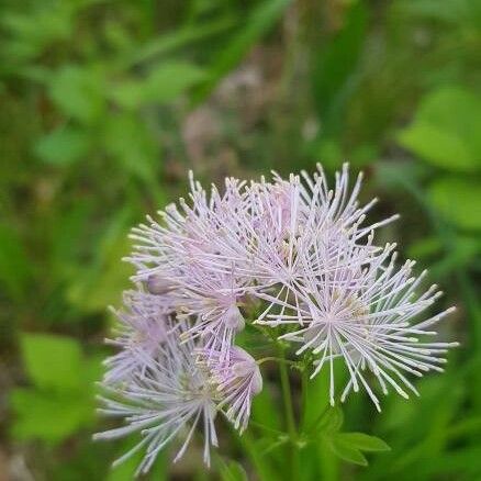 Thalictrum aquilegiifolium Virág