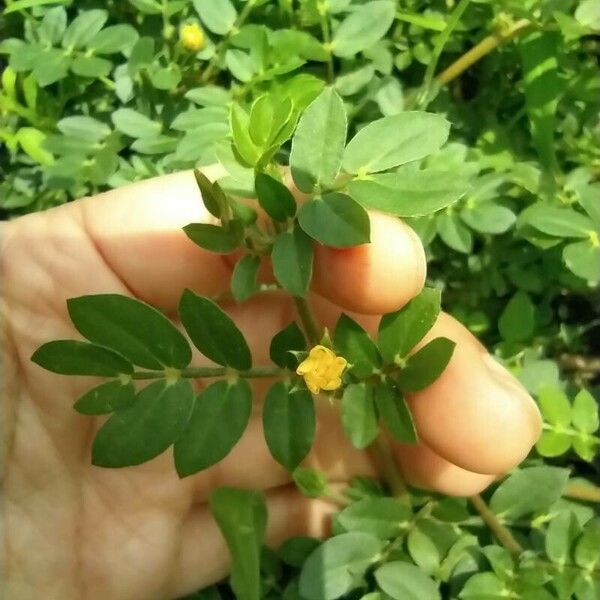 Kallstroemia maxima ফুল