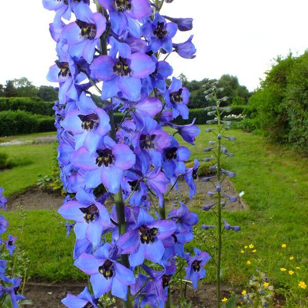 Delphinium elatum 花