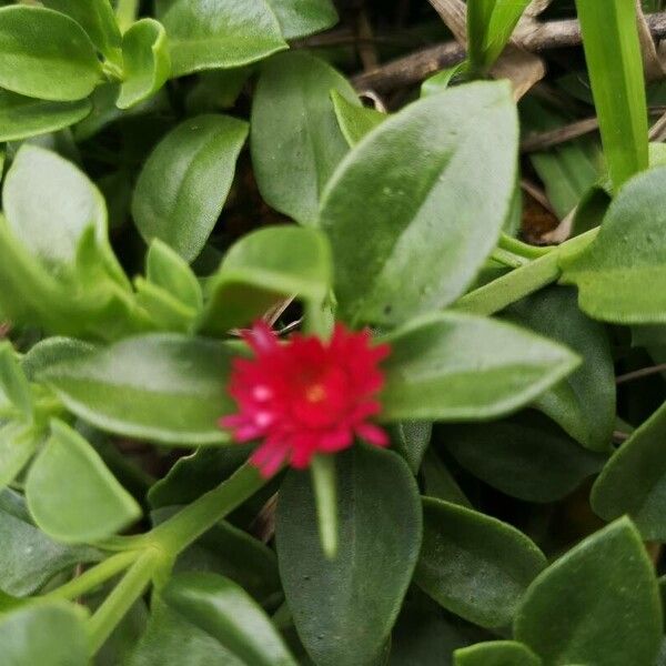 Mesembryanthemum cordifolium Levél