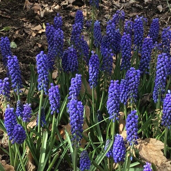 Muscari armeniacum Flower