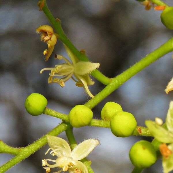 Detarium senegalense Blomma