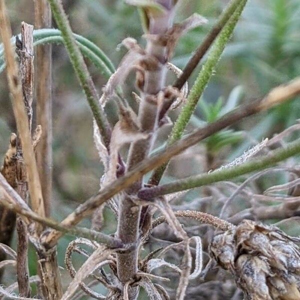 Plantago sempervirens Bark