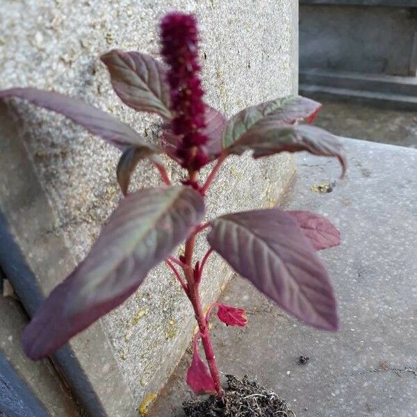 Amaranthus caudatus Flor