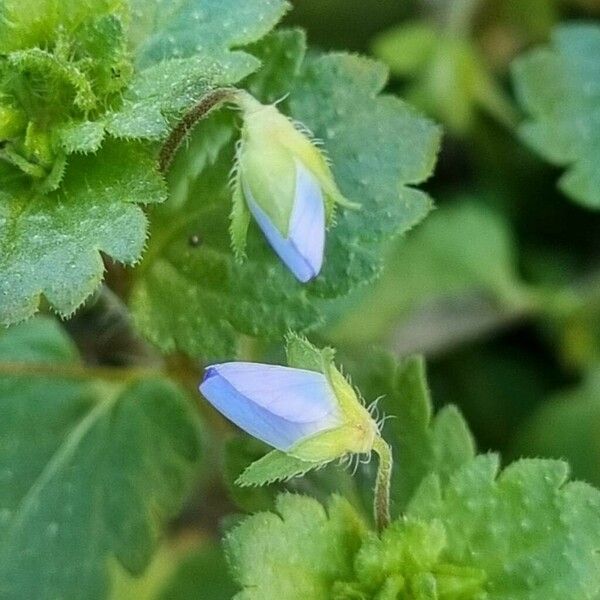 Veronica polita Flower