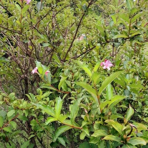 Weigela florida Облик