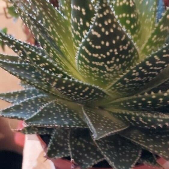 Aristaloe aristata cv. 'Cosmo' Deilen