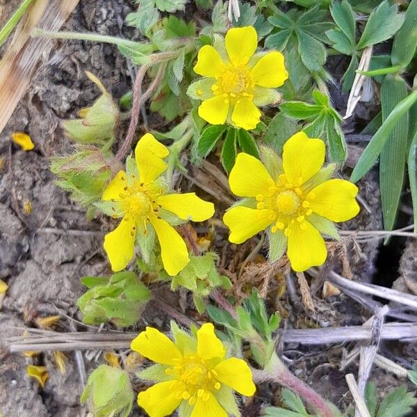 Potentilla verna 形態