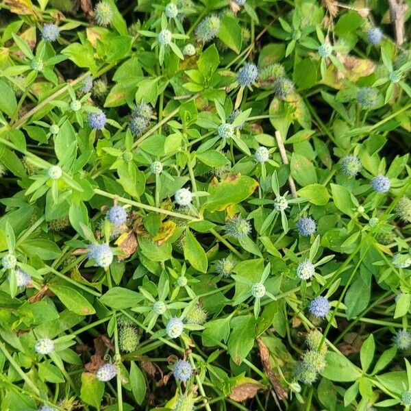 Eryngium prostratum पत्ता