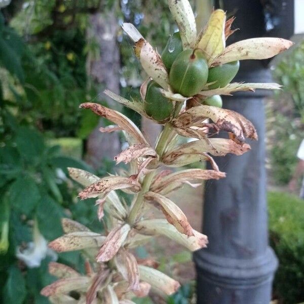 Acanthus mollis पत्ता