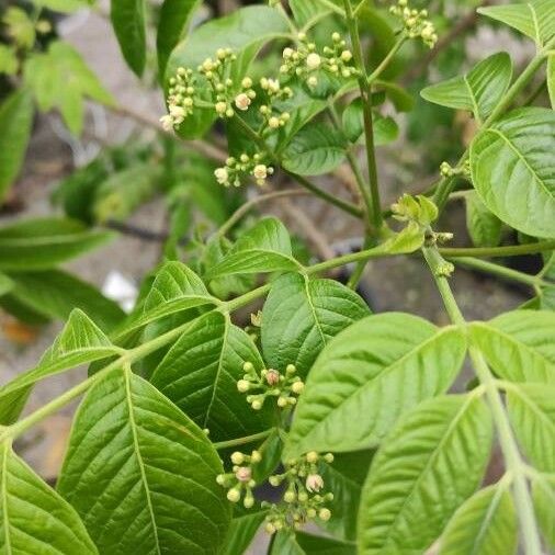 Picrasma excelsa Flower