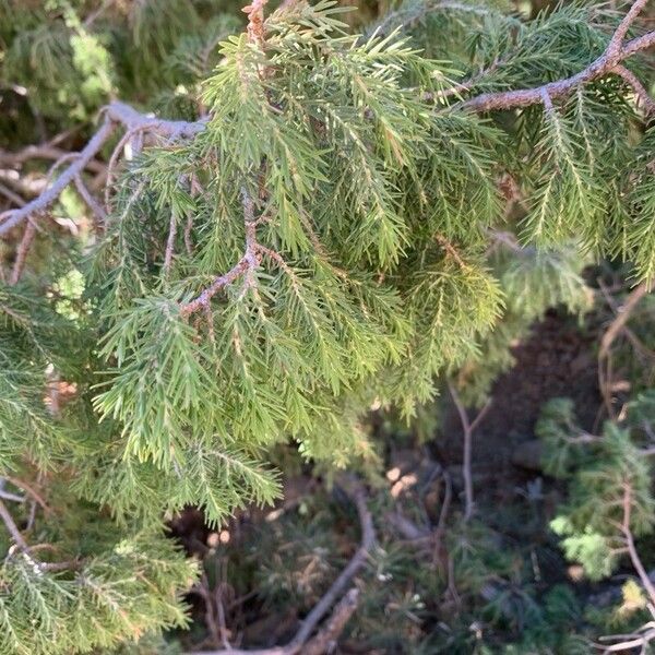 Juniperus cedrus Lapas