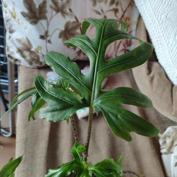 Alocasia brancifolia Blatt