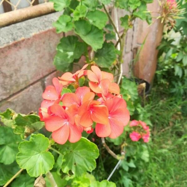 Pelargonium zonale Flower