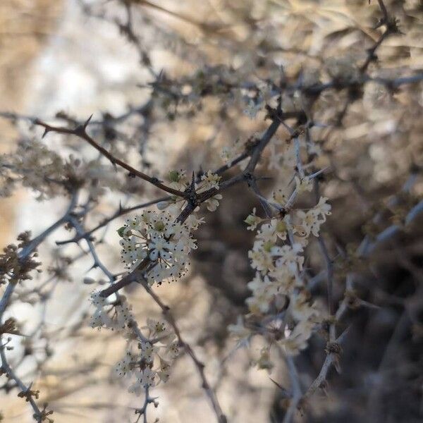 Asparagus albus Flor