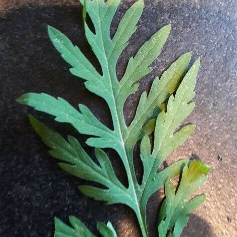 Ambrosia artemisiifolia Blatt