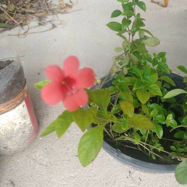 Barleria repens Квітка