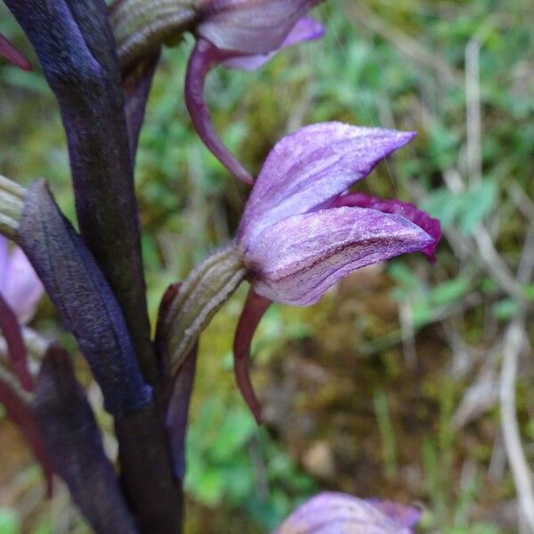 Limodorum abortivum Flower