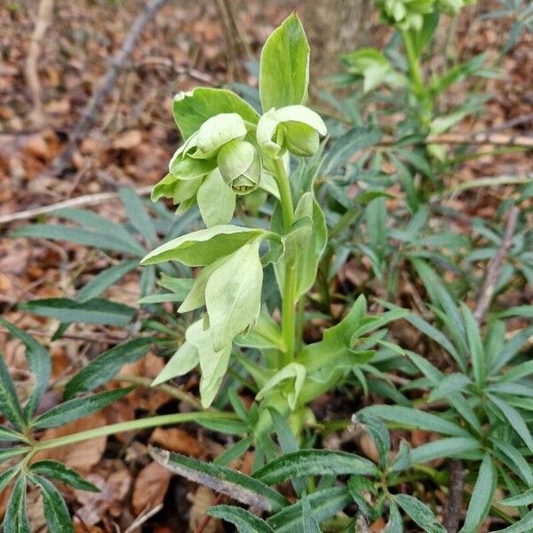 Helleborus foetidus Flower